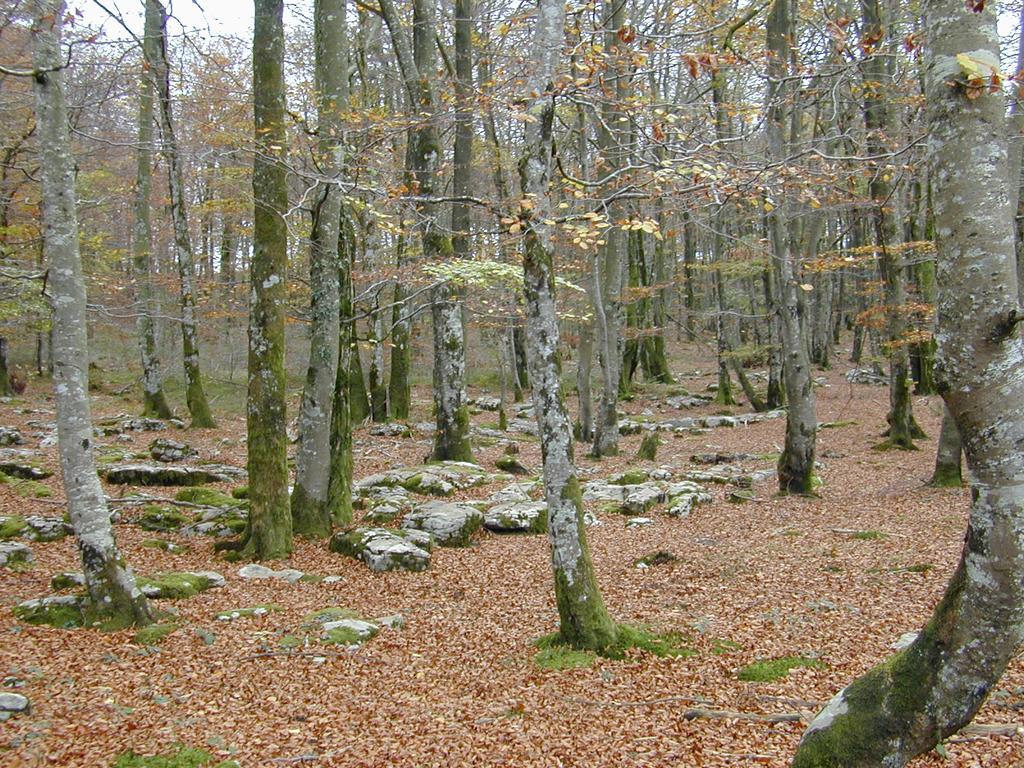 Sueve 20 *